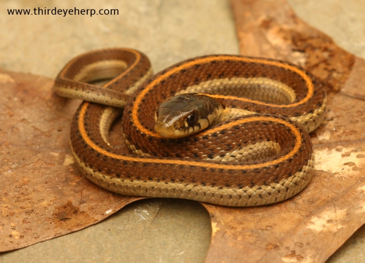 Coast Garter Snake